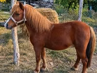公马, Horses — 照片 2