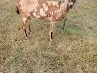 Capră, Nubian Goat — foto 4