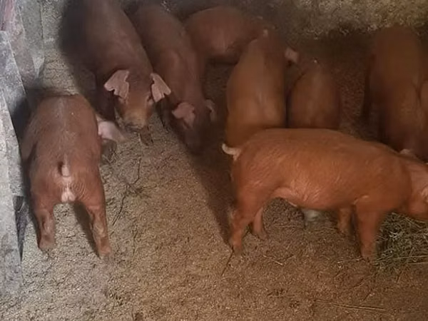 Scroafă, 