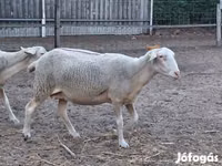 Oaie, Lacaune sheep — foto 5