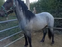 Cavalo, Cavalos — foto 1