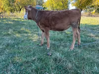 Vacă, Bovine — foto 2