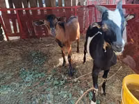 Cabro, Cabras — foto 4