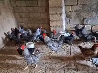 Chickens — foto 4