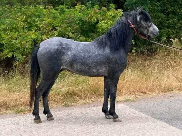 Cal, Hungarian horse breed