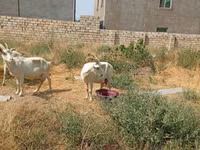 Эчки, Заанен кодуру — сүрөт 8