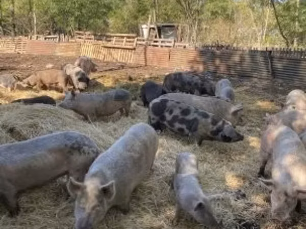 Vier, Porci