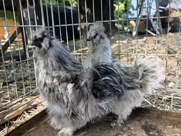 Silkie