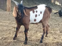 Țap, Nubian Goat — foto 4