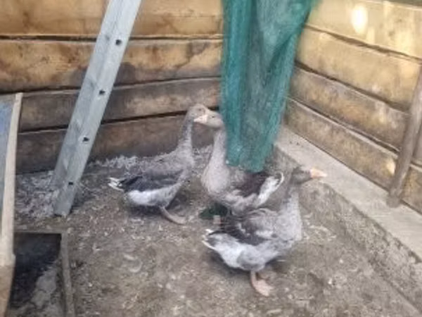 Geese
