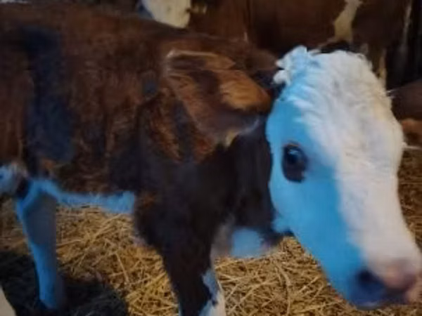 Taureau, Simmental cattle