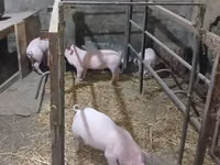 公猪, Pigs — 照片 1