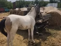 Égua, Cavalos — foto 4