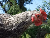 लोहमन ब्राउन — फ़ोटो 6