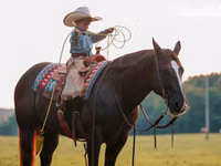 At, Quarter Horse — foto 8