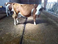 Cow, Montbéliarde — photo 4