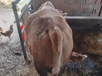 母牛, Simmental cattle — 照片 3