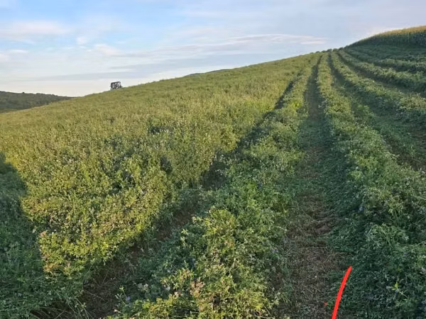 vind lucernă verde 4 hectare