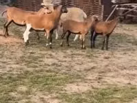 Qoyun, Cameroon sheep — foto 2