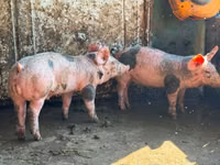 公猪, Pigs — 照片 4