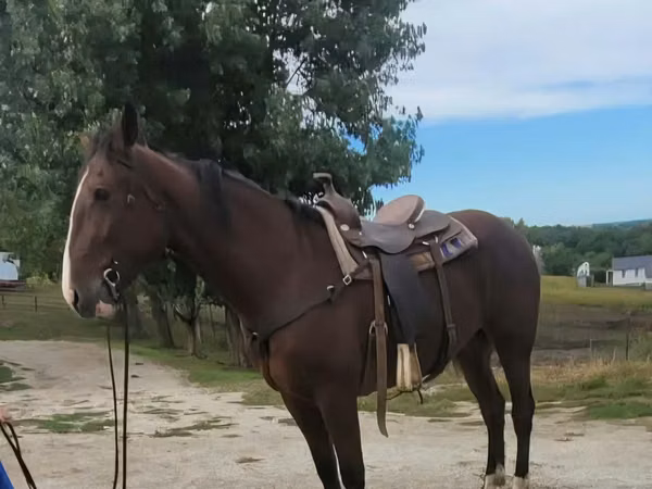 Aygʻir, Quarter Horse