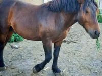 At, Međimurje horse — foto 4