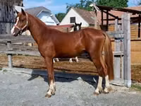 Caballo, Caballos — foto 6