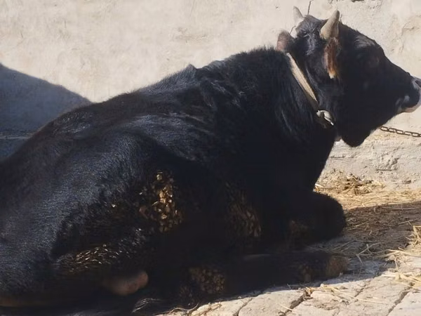 公牛, Cattle