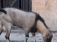 Țap, Nubian Goat — foto 2