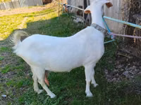 Capră, Beetal goats — foto 1