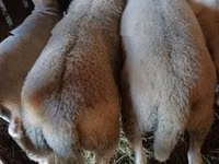 公羊, Romanov sheep — 照片 2