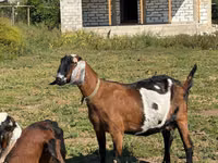 公山羊, Nubian Goat — 照片 3