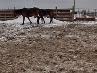 Mare, Horses — photo 3