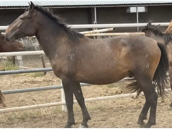 Caballo, Mugalzhar horse