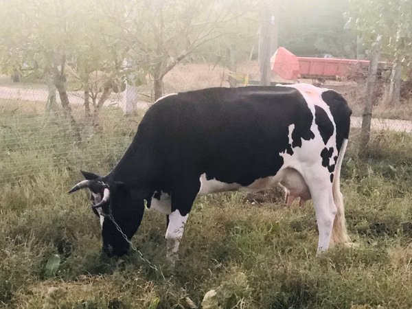 Vacă, Rasa Holstein