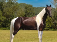 Caballo, Tennessee Walking Horse — foto 5