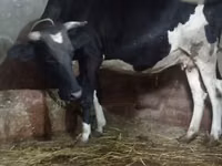 Vacă, Russian Black pied cattle — foto 3