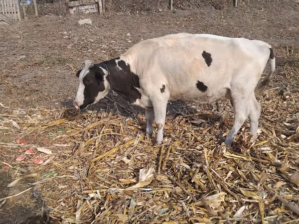 بقرة, Russian Black pied cattle — مولدوفا