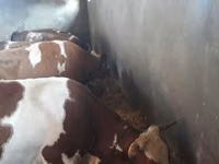 Cow, Red-spotted breed — photo 1