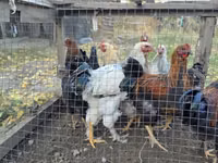 Chickens — الصورة 5