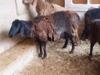 Carneiro, Jaidara sheep — foto 1