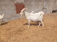 Ziegenbock, Saanen goat — Foto 3