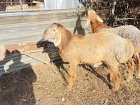 Qoʻchqor, Edilbay sheep — 6-rasm