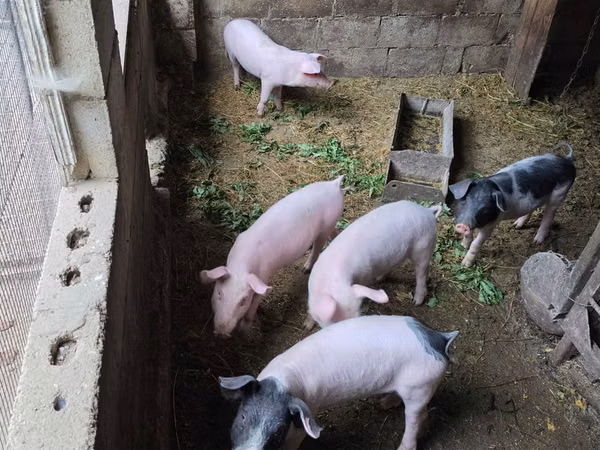 Vier, Porci — Republica Moldova