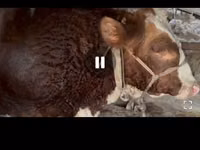 ثور, Simmental cattle — الصورة 5