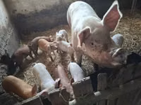 Säue, Schweine — Foto 2