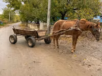 فرس, الخيول — الصورة 5