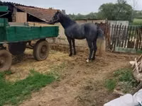公马, Lipizzaner — 照片 3