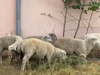 كبش, Ile-de-France sheep — الصورة 2