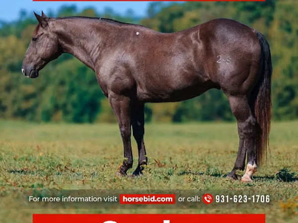 公马, Quarter Horse